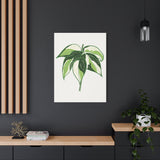 Philodendron Cream Splash Canvas Print – Botanical Wall Art
