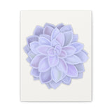 Graptopetalum Murasaki Succulent Canvas Print – Botanical Wall Art