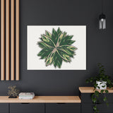 Stromanthe Triostar Canvas Print – Botanical Wall Art