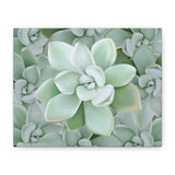 Pachyveria Haagei Succulent Pattern Canvas Print – Botanical Wall Art