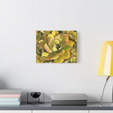 Noble Aeonium Succulent Pattern Canvas Print – Botanical Wall Art