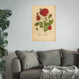 Rosa Incarnata with Butterfly and Caterpillar,  Colorized Reproduction of Engraving from Erucarum ortus