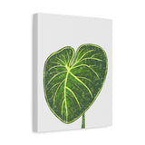 Philodendron Gloriosum Canvas Print – Botanical Wall Art