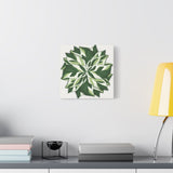 Calathea White Fusion Canvas Print – Botanical Wall Art
