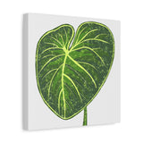 Philodendron Gloriosum Canvas Print – Botanical Wall Art