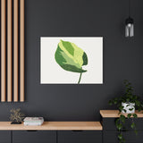 Manjula Pothos Illustrated Canvas Print – Botanical Wall Art