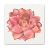 Graptosedum California Sunset Succulent Canvas Print – Botanical Wall Art