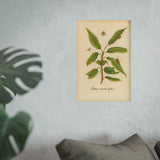 Salix acuto folio, Colorized Willow Engraving with Insects