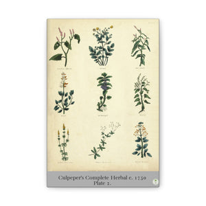 Culpeper’s Complete Herbal c.1750, Plate 2 Botanical Engraving Reproduction on Canvas