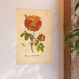 Rosa versicolor, Colorized Variegated Rose Engraving