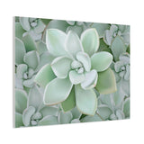 Pachyveria Haagei Succulent Pattern Canvas Print – Botanical Wall Art