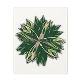 Stromanthe Triostar Canvas Print – Botanical Wall Art