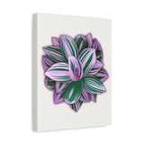 Tradescantia Nanouk Canvas Print – Botanical Wall Art