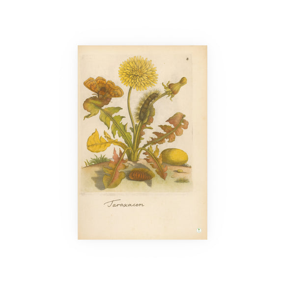 Taraxacum (Common Dandelion) with Woolly Bear Caterpillar and Moth – Colorized Reproduction from Erucarum Ortus (1717) – GoGardenNow Exclusive