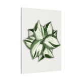 Manjula Pothos Canvas Print – Botanical Wall Art