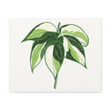 Philodendron Cream Splash Canvas Print – Botanical Wall Art
