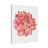 Graptosedum California Sunset Succulent Canvas Print – Botanical Wall Art