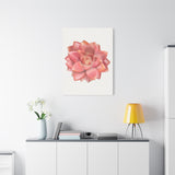 Graptosedum California Sunset Succulent Canvas Print – Botanical Wall Art