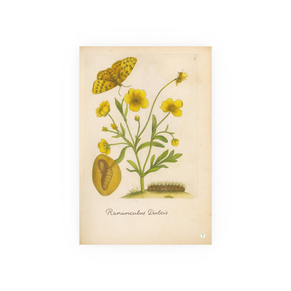 Ranunculus dulcis (Sweet Buttercup) with Butterfly, Colorized Reproduction from Erucarum Ortus (1717), GoGardenNow Exclusive
