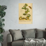 Mentha hortensis verticillata with Butterfly, Colorized Reproduction from Erucarum Ortus (1717)