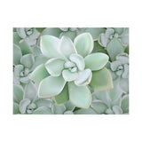 Pachyveria Haagei Succulent Pattern Canvas Print – Botanical Wall Art