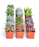 Collection of small potted succulents in orange pots on a white background