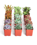 Collection of small potted succulents on a white background
