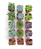 Collection of small succulent plants in square pots on a white background