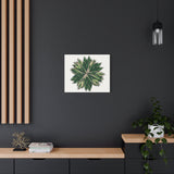 Stromanthe Triostar Canvas Print – Botanical Wall Art