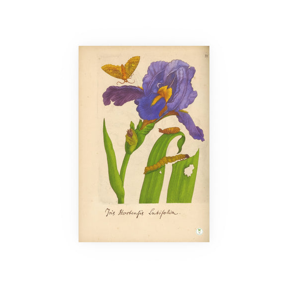 Iris Hortensis Latifolia, Antique Botanical Illustration