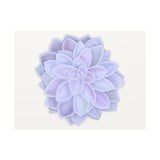 Graptopetalum Murasaki Succulent Canvas Print – Botanical Wall Art