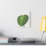 Philodendron Gloriosum Canvas Print – Botanical Wall Art