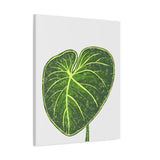 Philodendron Gloriosum Canvas Print – Botanical Wall Art