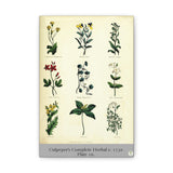 Culpeper’s Complete Herbal c.1750, Plate 10 Botanical Engraving Reproduction on Canvas