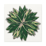 Stromanthe Triostar Canvas Print – Botanical Wall Art