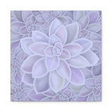 Graptopetalum Murasaki Succulent Pattern Canvas Print – Botanical Wall Art