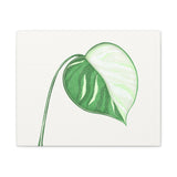 Monstera Albo Canvas Print – Botanical Wall Art