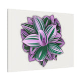 Tradescantia Nanouk Canvas Print – Botanical Wall Art