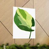Manjula Pothos Illustrated Botanical Print – Unframed Wall Art