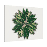 Stromanthe Triostar Canvas Print – Botanical Wall Art