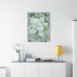 Pachyveria Haagei Succulent Pattern Canvas Print – Botanical Wall Art