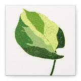 Manjula Pothos Illustrated Canvas Print – Botanical Wall Art
