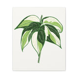 Philodendron Cream Splash Canvas Print – Botanical Wall Art