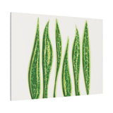 Snake Plant Canvas Print – Botanical Wall Art
