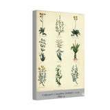Canvas print with illustrations of various plants on a beige background