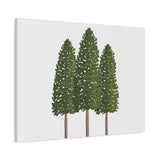 Ponderosa Pine Canvas Print – Wall Art