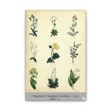 Culpeper’s Complete Herbal c.1750, Plate 11 Botanical Engraving Reproduction on Canvas