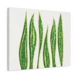 Snake Plant Canvas Print – Botanical Wall Art
