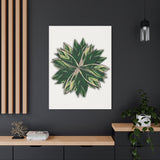 Stromanthe Triostar Canvas Print – Botanical Wall Art