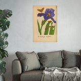 Iris Hortensis Latifolia, Antique Botanical Illustration